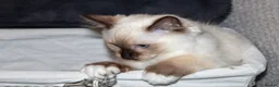 Ragdoll cats for sale: Beautiful Purebred Ragdoll Kittens Ready Now  - Advert 2