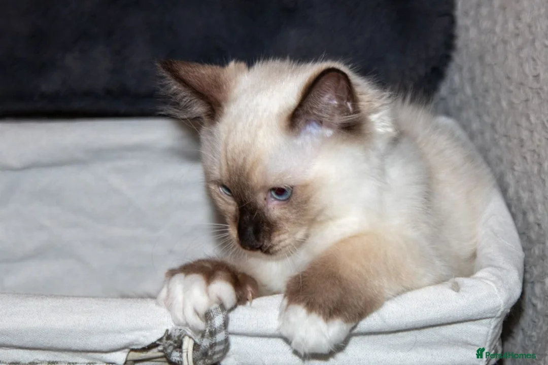 Ragdoll cats for sale: Beautiful Purebred Ragdoll Kittens Ready Now  - Advert 2