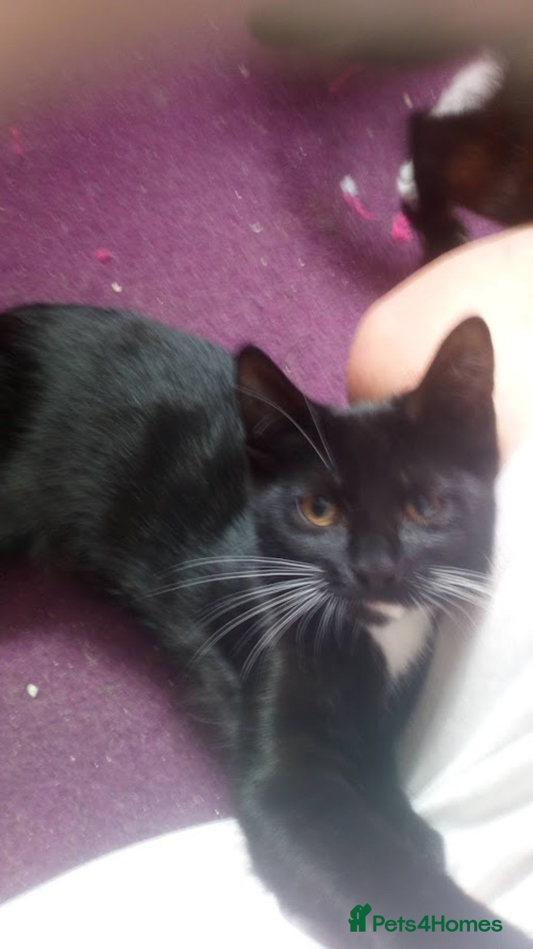 Mixed Breed cats for sale: Older Kittens for sale - Image 5