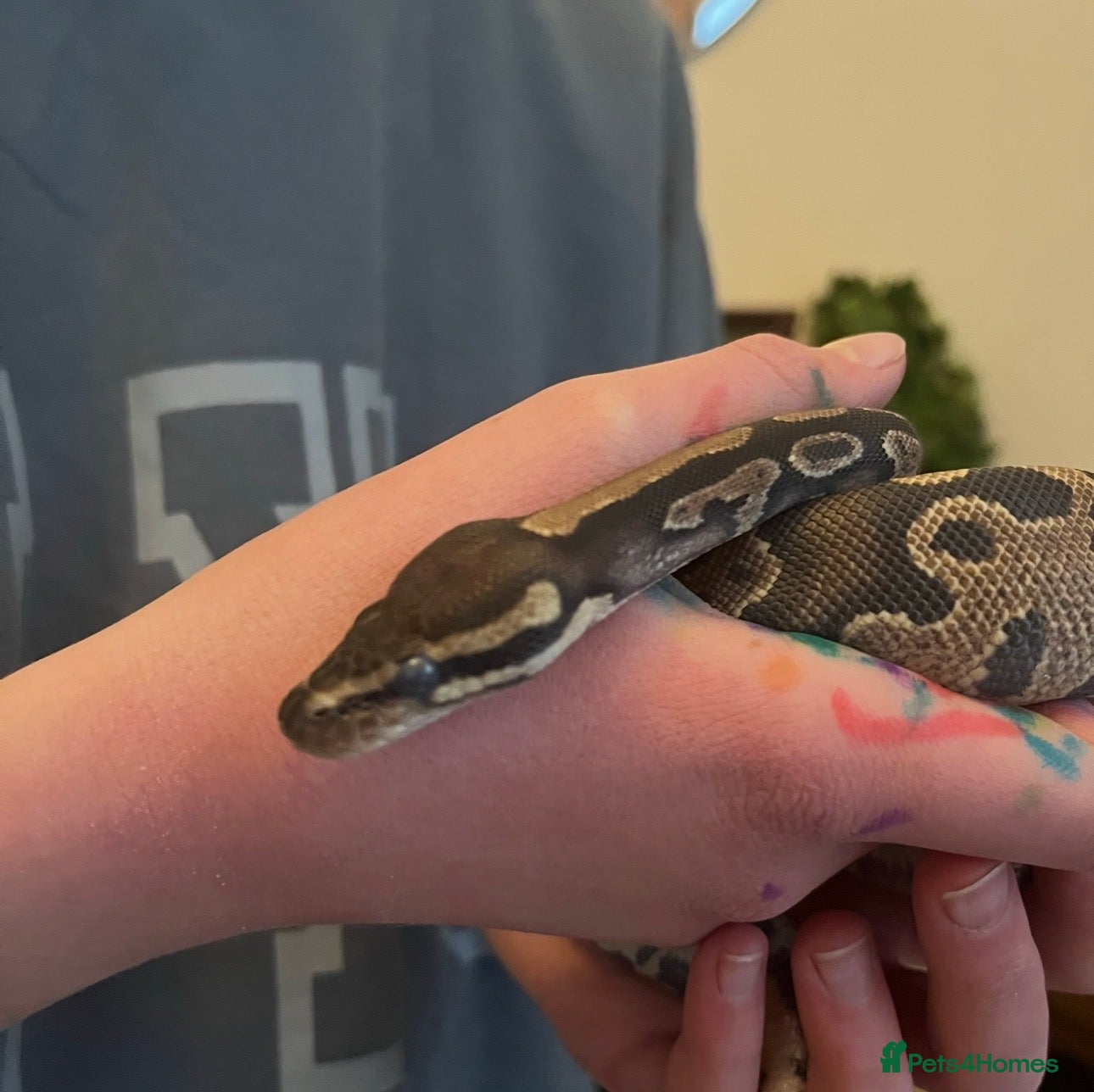 Python Snake reptiles Female Royal/Ball Python 5 Years Old - Advert 1