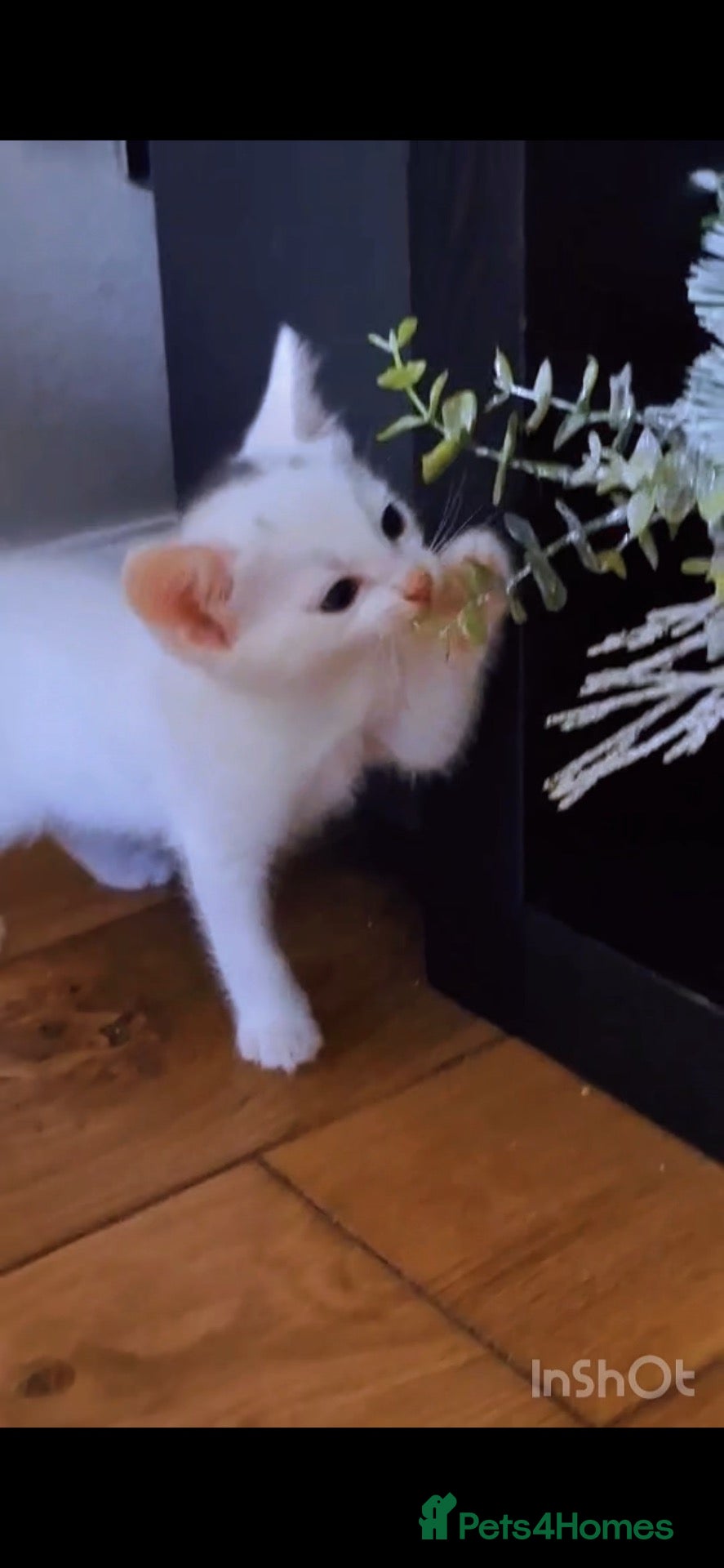 Mixed Breed cats Beautiful 😻 kittens ready for a new family  - Advert 22