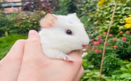 Guinea Pig rodents for sale: Adorable baby Guinea pigs - Image 6