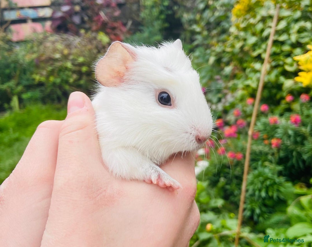 Guinea Pig rodents for sale: Adorable baby Guinea pigs - Image 6