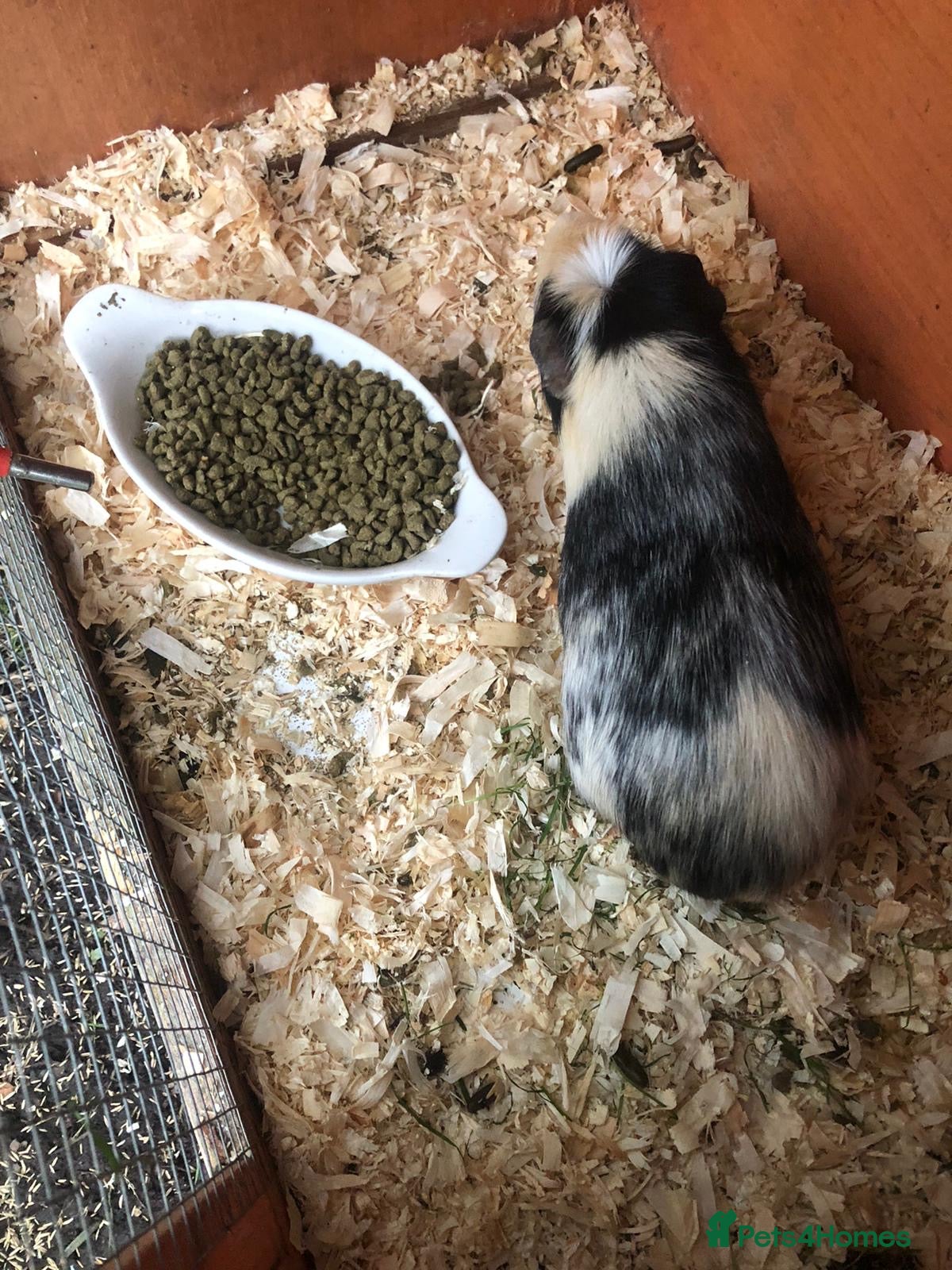Guinea Pig rodents Baby Guinee pigs and Adult Male - Advert 20