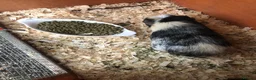 Guinea Pig rodents for sale: Baby Guinee pigs in Stoke-on-Trent - Advert 3
