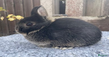 Netherland Dwarf rabbits - Advert 5