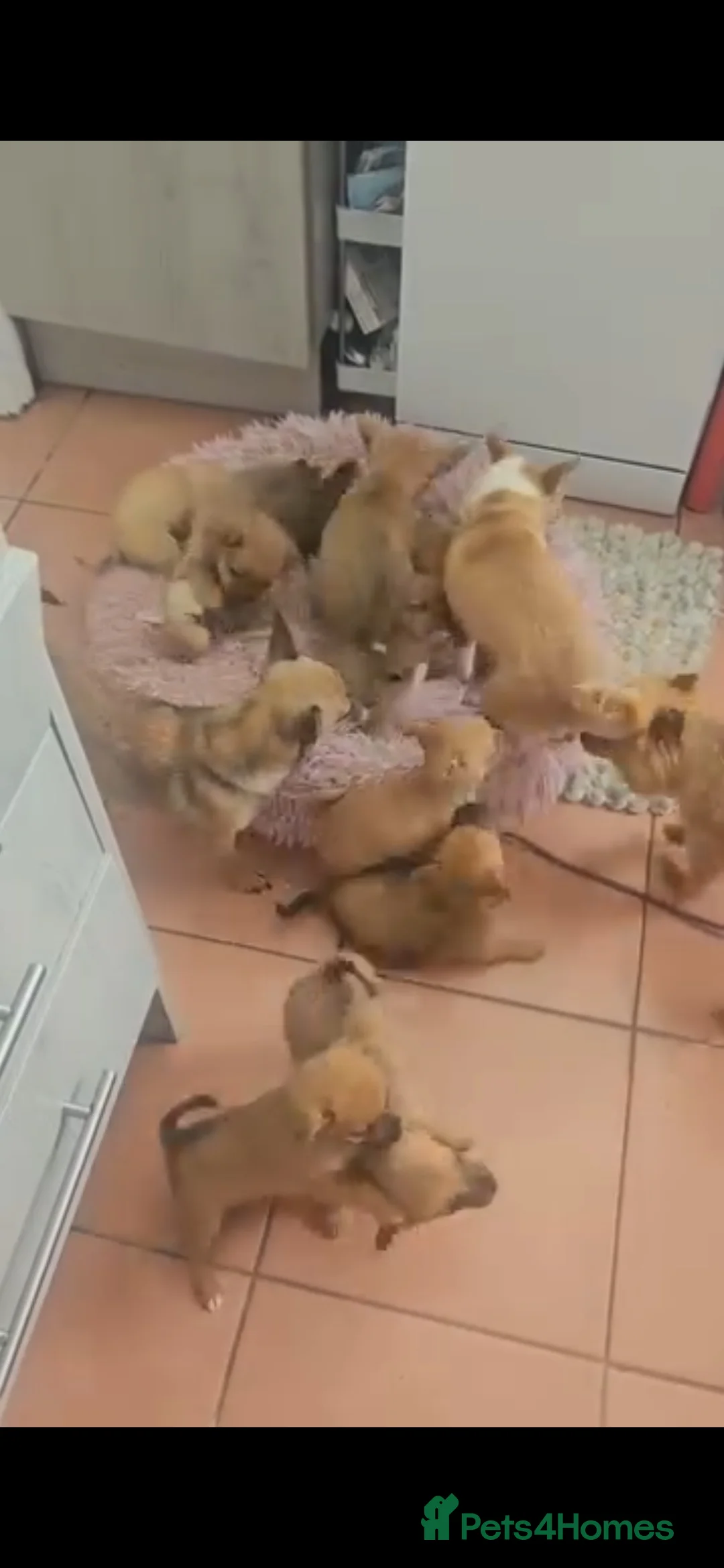 Pomchi dogs for sale: Beautiful poaching girl needing her forever home  - Advert 8