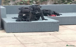 Cane Corso dogs for sale: Cane Corso puppies 14/11/25 - Image 6
