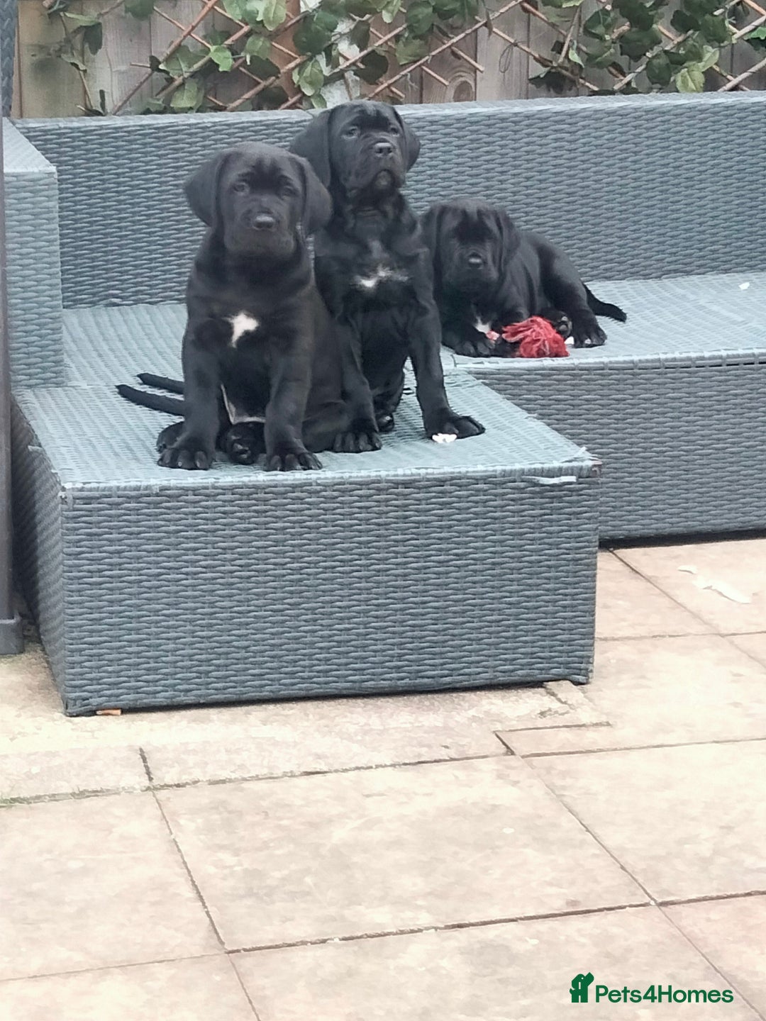 Cane Corso dogs for sale: Cane Corso puppies 14/11/25 - Image 6