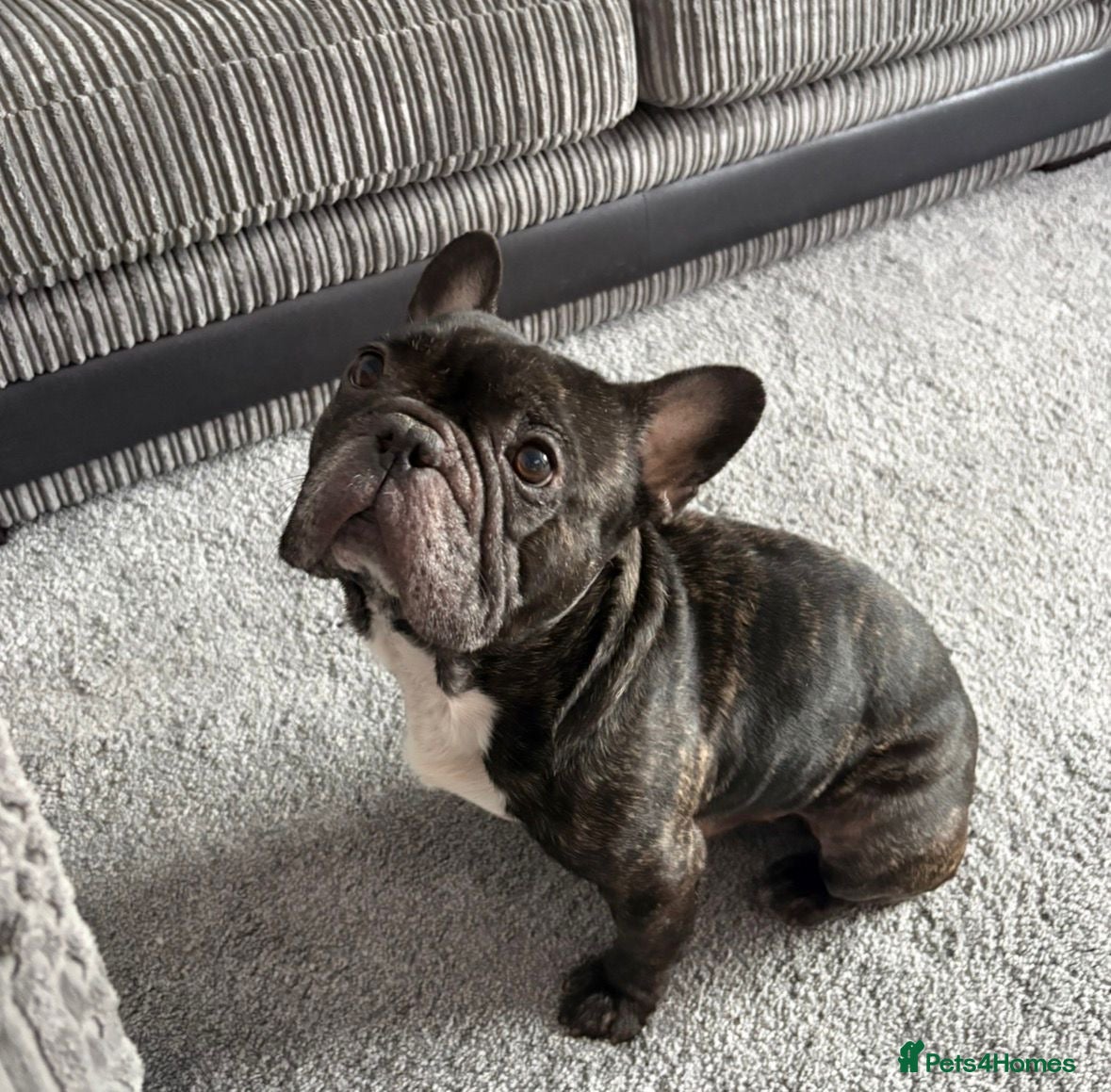 French Bulldog dogs Billy, French bulldog in need of new home - Advert 1