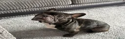 French Bulldog dogs for adoption: Billy, French bulldog in need of new home - Advert 1