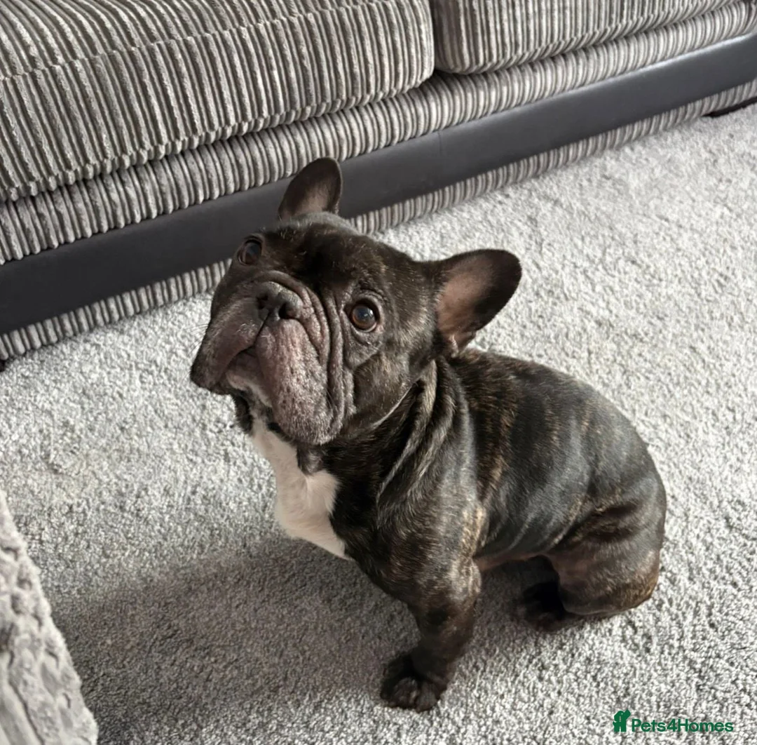 French Bulldog dogs for adoption: Billy, French bulldog in need of new home - Advert 1