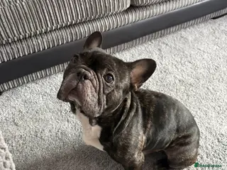 French Bulldog dogs Billy, French bulldog in need of new home - Advert 1