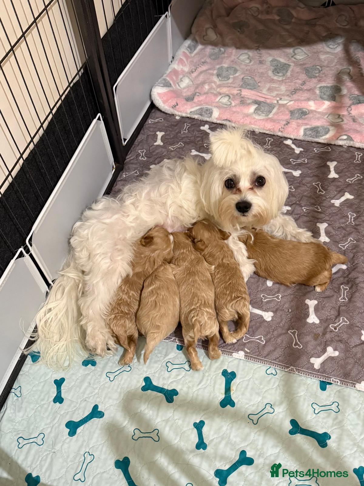 Maltipoo dogs for sale: Beautiful maltipoo puppies ready for loving homes! in London - Advert 1