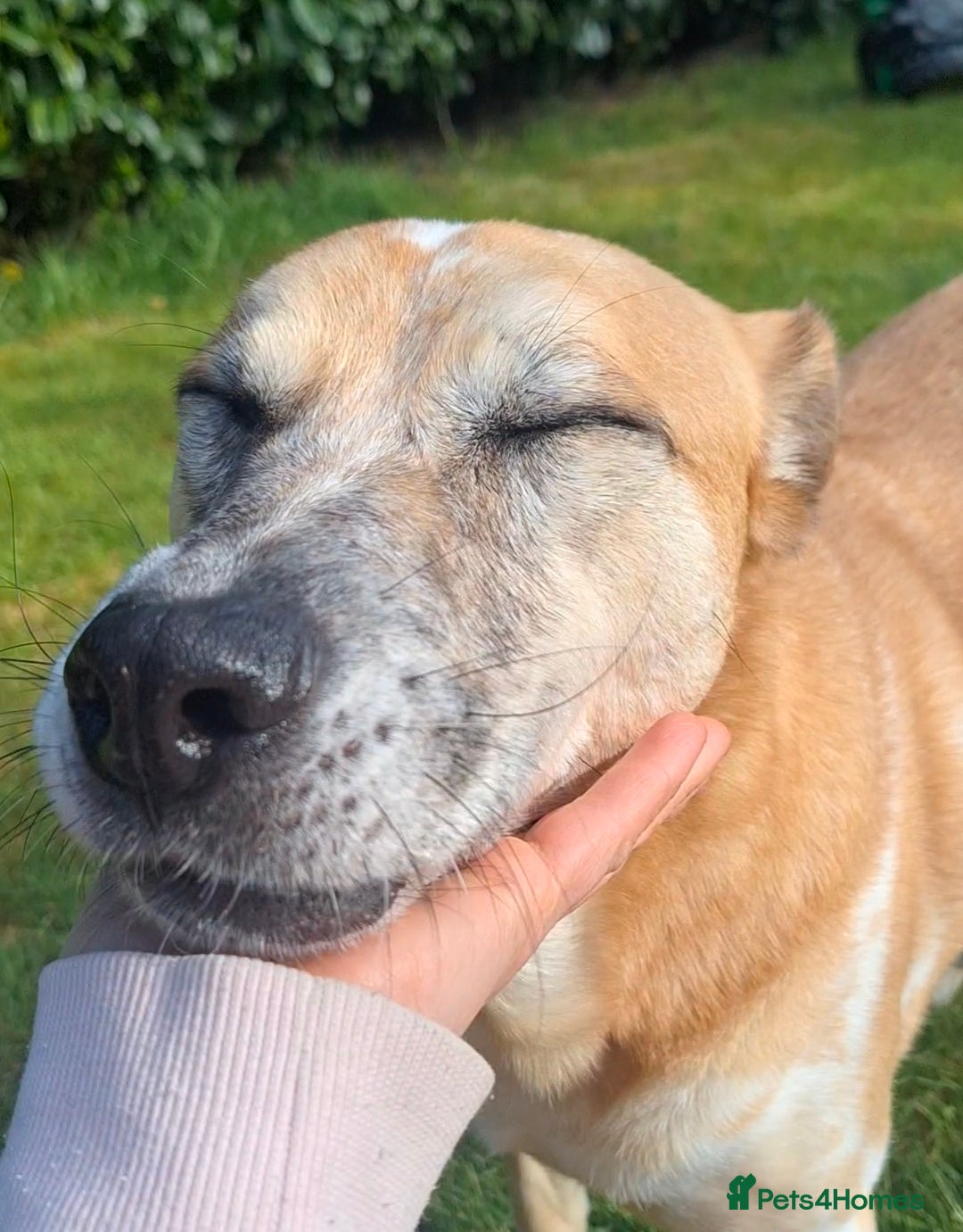 Mixed Breed dogs Beautiful older fella for adoption - Advert 2