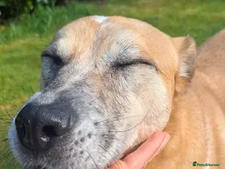 Mixed Breed dogs Beautiful older fella for adoption - Advert 2