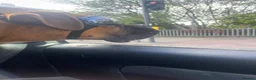 Boxer dogs for sale: Boxer puppy - 10 months old - Advert 11