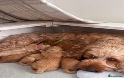 Cockapoo dogs for sale: Cockerpoo - Advert 4