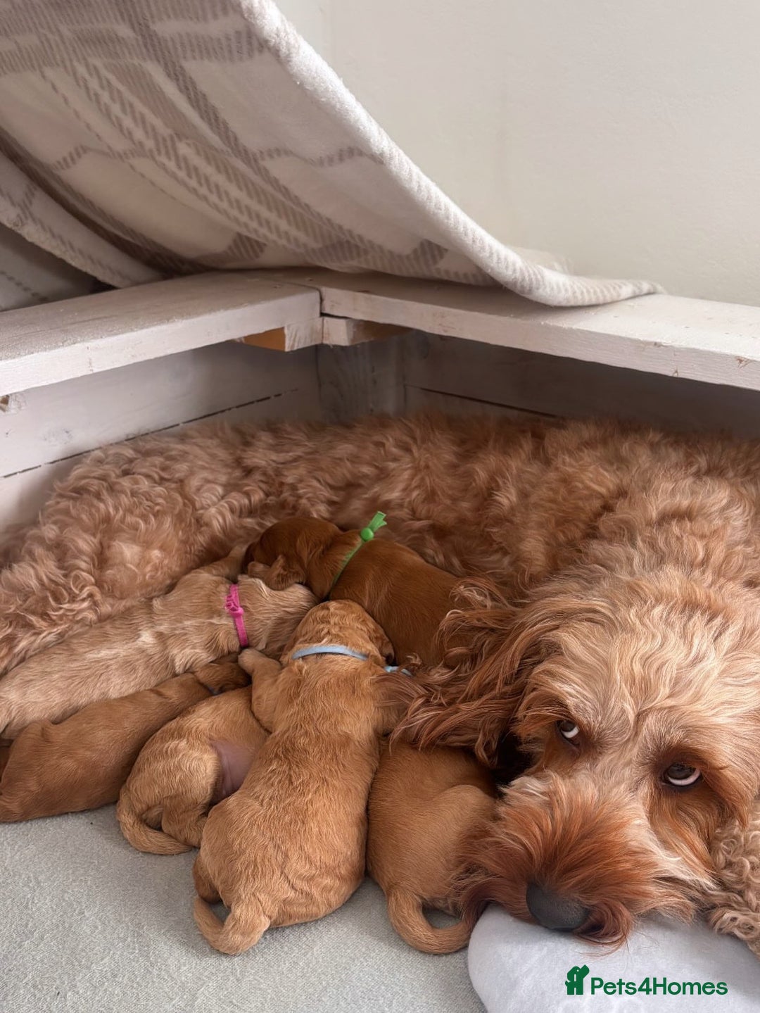 Cockapoo dogs for sale: Cockerpoo - Advert 4