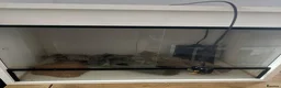 Gecko reptiles for sale: Gecko enclosure in South Ockendon - Advert 1
