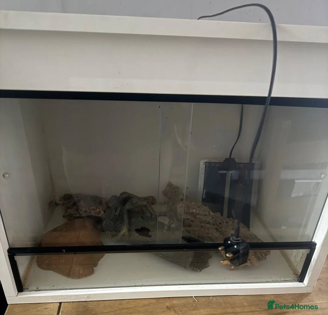 Gecko reptiles for sale: Gecko enclosure in South Ockendon - Advert 1