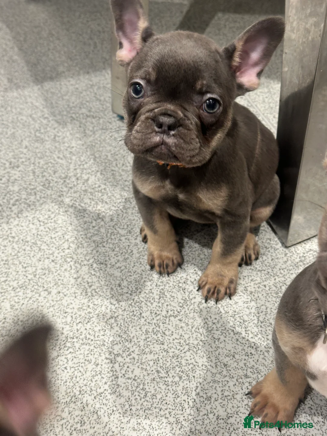 French Bulldog dogs for sale: KC registered French Bulldog Puppies - Advert 7