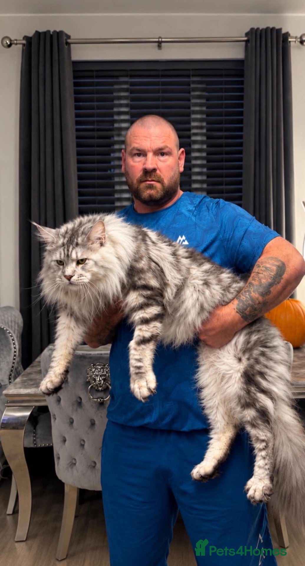 Maine Coon cats STUD….. XXL RUSSIAN GIANT MAINE COON  - Advert 7