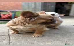 French Bulldog dogs for sale: 5 year old fawn fluffy French bulldog - Image 4