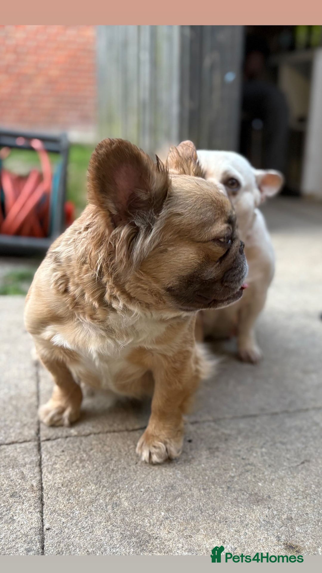 French Bulldog dogs for sale: 5 year old fawn fluffy French bulldog - Image 4