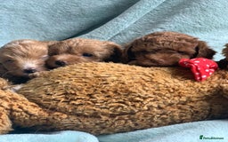 Toy Poodle dogs for stud: RED TOY POODLE KC REGISTERED PROVEN STUD in Derby - Image 24