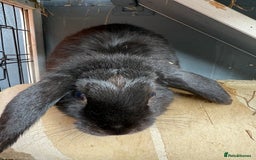 French Lop rabbits for sale: Mini lops male - Image 5