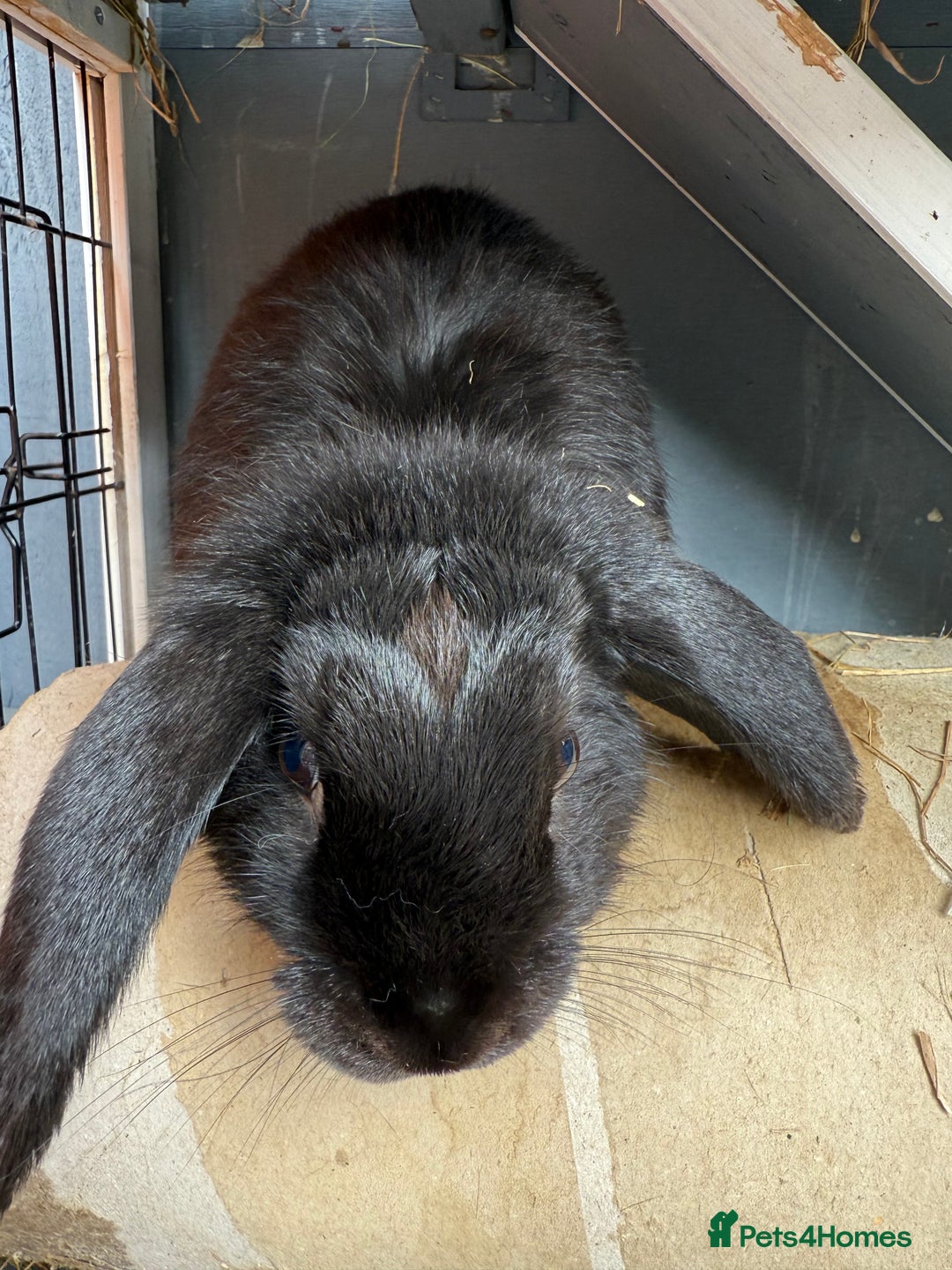 French Lop rabbits for sale: Mini lops male - Image 5