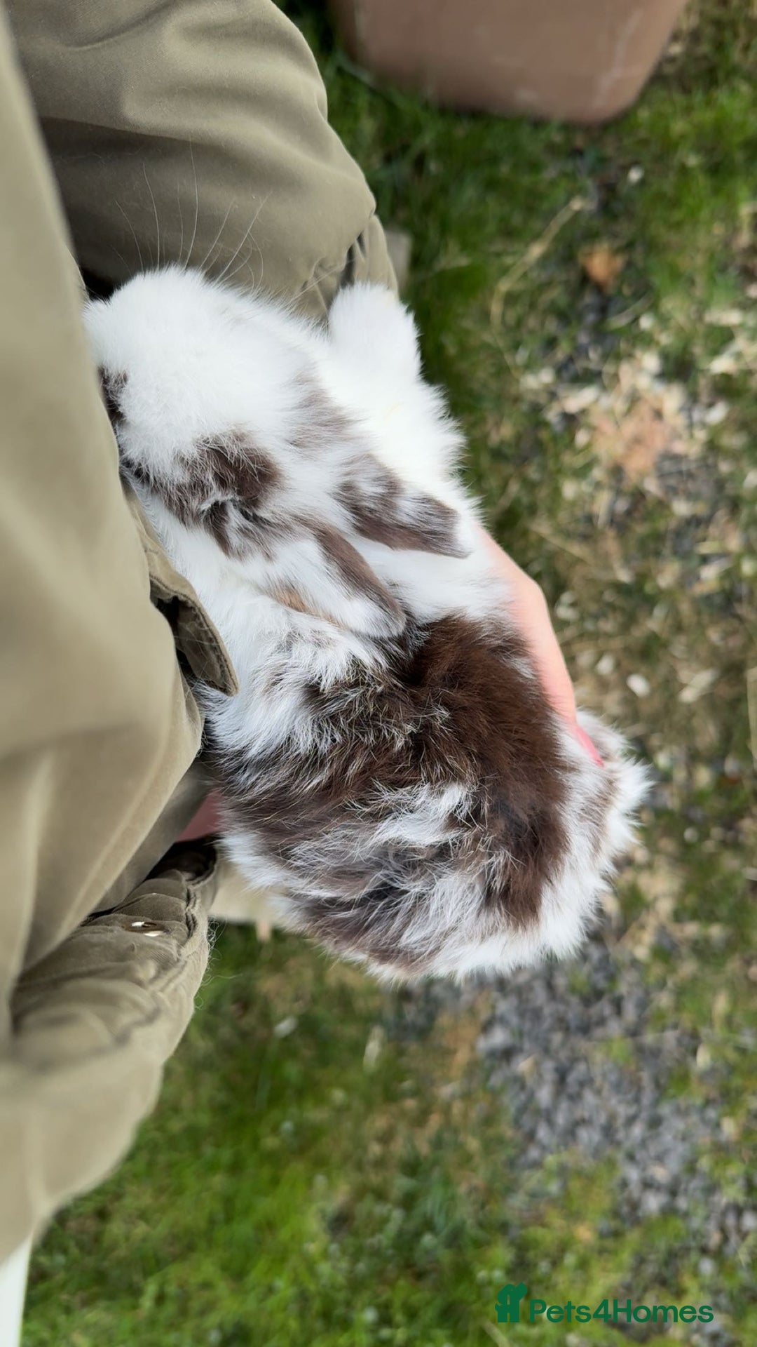 Mini Lop rabbits for sale: Pure mini lops ready to reserve  - Advert 2