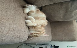 Mixed Breed cats for sale: Indoor, Half Persian Cat – Ideal for a Quiet Home - Image 14
