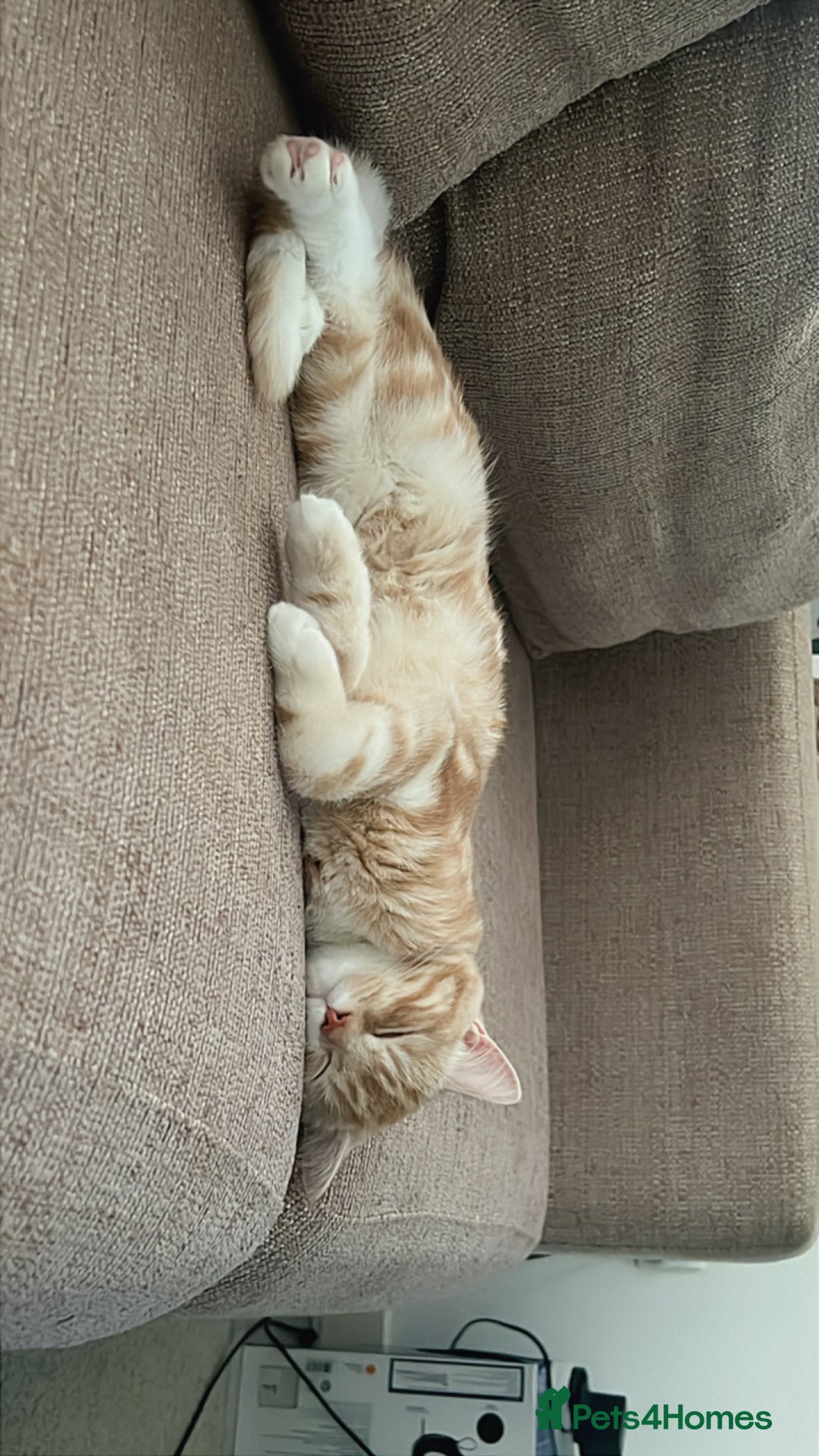 Mixed Breed cats for sale: Indoor, Half Persian Cat – Ideal for a Quiet Home - Image 14