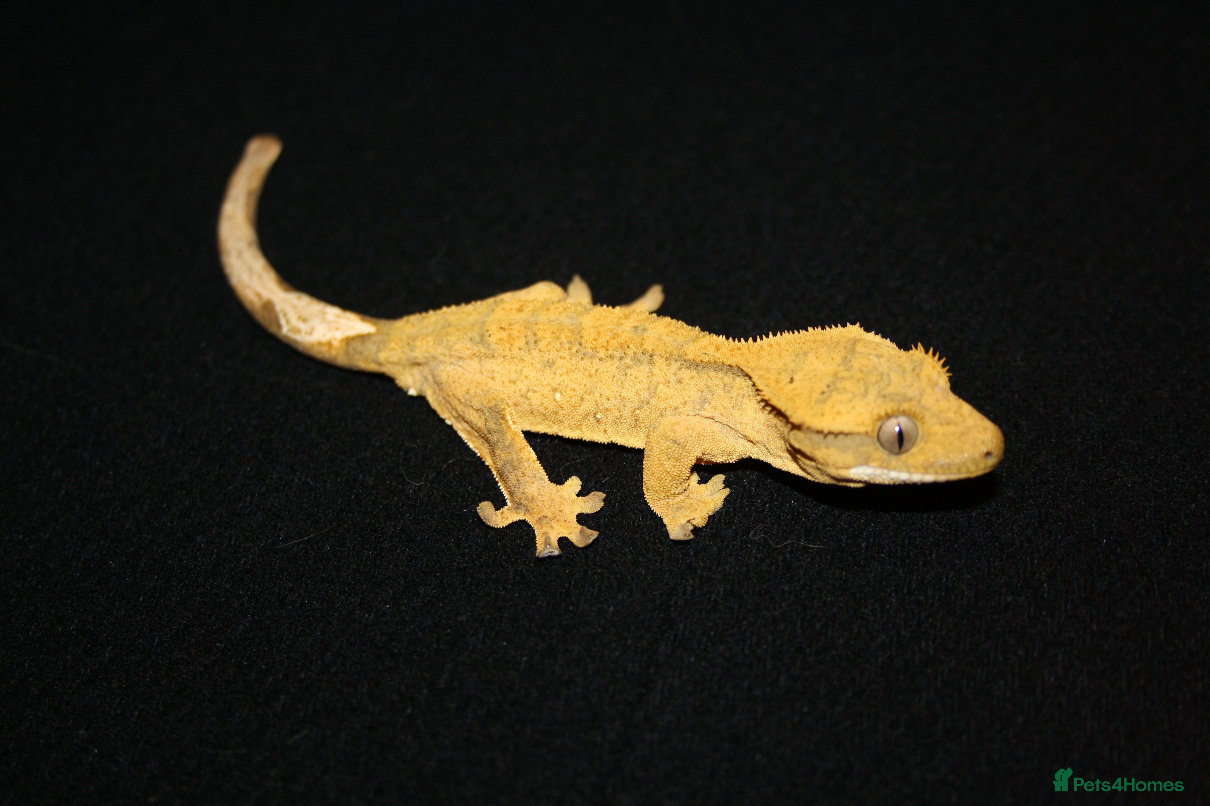 Gecko reptiles Crested geckos - Advert 22