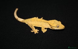 Gecko reptiles for sale: Crested geckos - Image 1