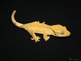 Gecko reptiles Crested geckos - Advert 5