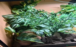 Snake reptiles for sale: Female Western Hognose  - Image 5