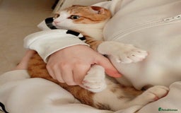 Scottish Fold cats for adoption: [Indoors Only] Oliver - A lovely & cuddly boy - Image 1