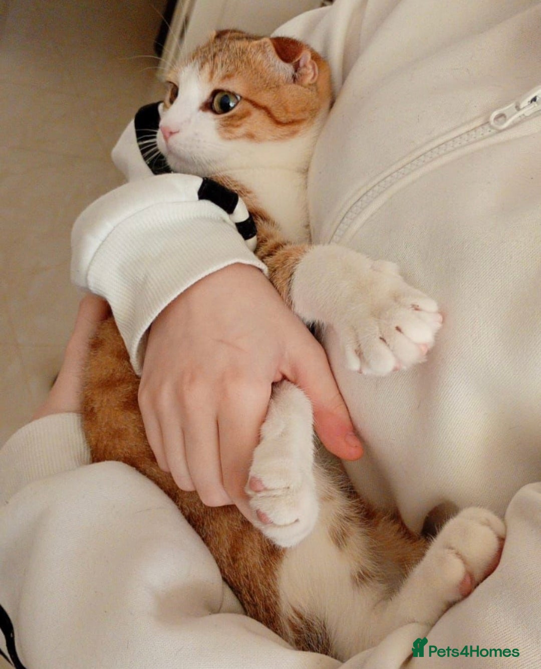 Scottish Fold cats for adoption: [Indoors Only] Oliver - A lovely & cuddly boy - Image 1