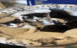 Mixed Breed cats for sale: 4 kittens for sale  - Image 2