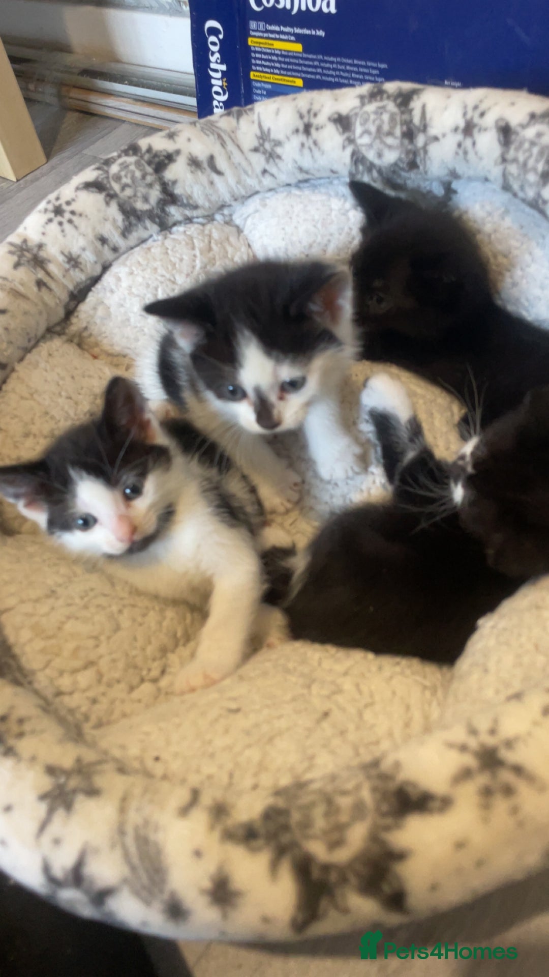 Mixed Breed cats for sale: 4 kittens for sale  - Image 2