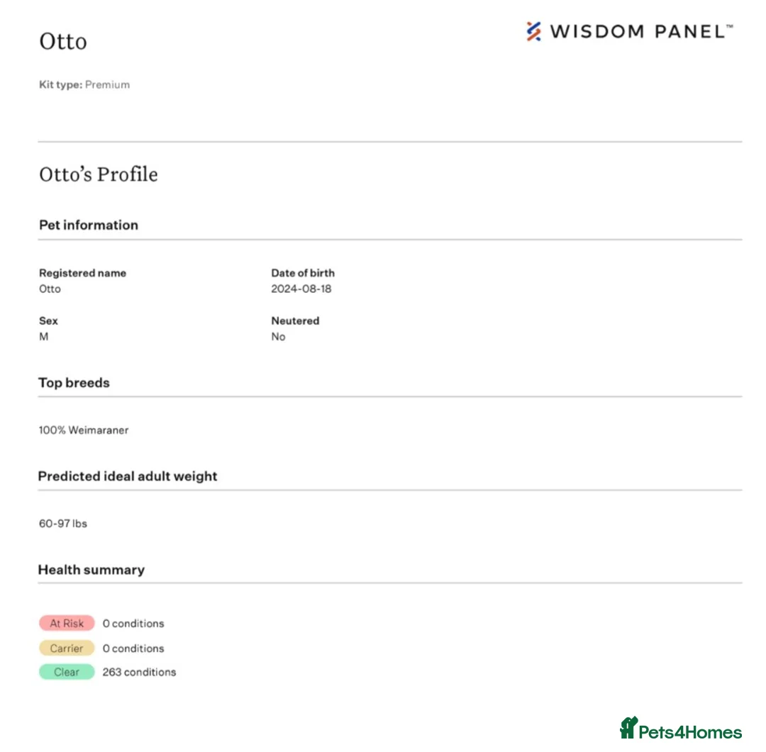 Weimaraner dogs for stud: Otto Weimaraner for Stud  - Advert 2