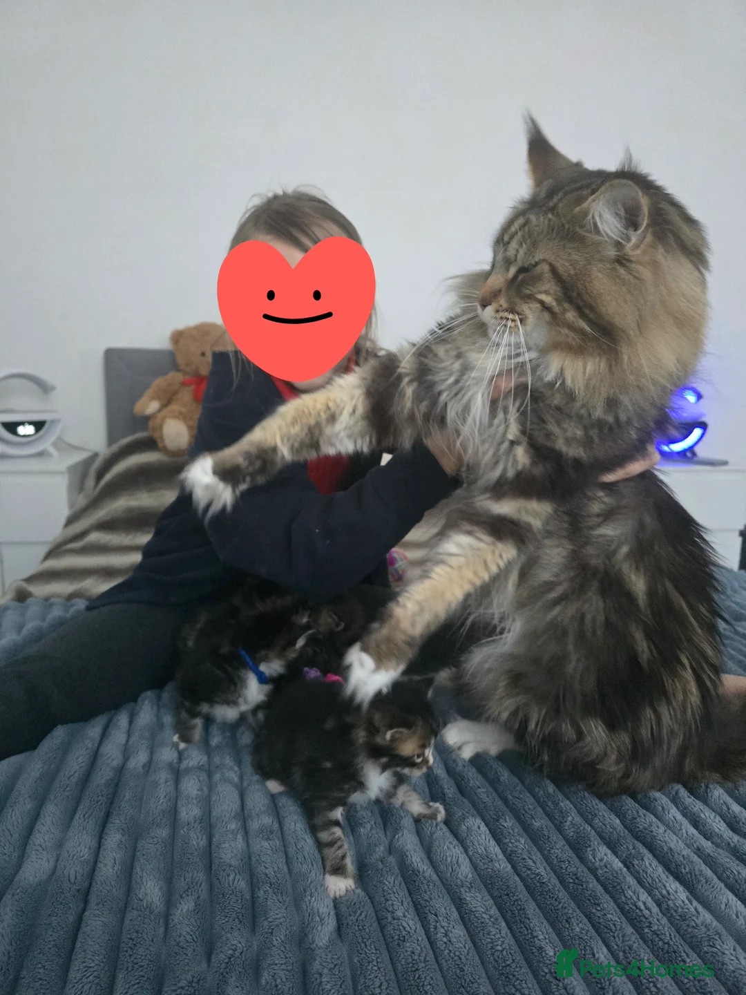 Maine Coon cats for sale: 5 adorable maine coon kittens - Advert 4
