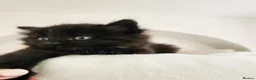 Norwegian Forest Cat cats for sale: 🐾 Loving Fluffy Kittens for New Homes - Advert 7