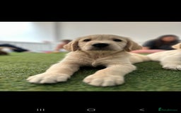 Golden Retriever dogs for sale: Beautiful Golden Retriever Puppies - Image 20
