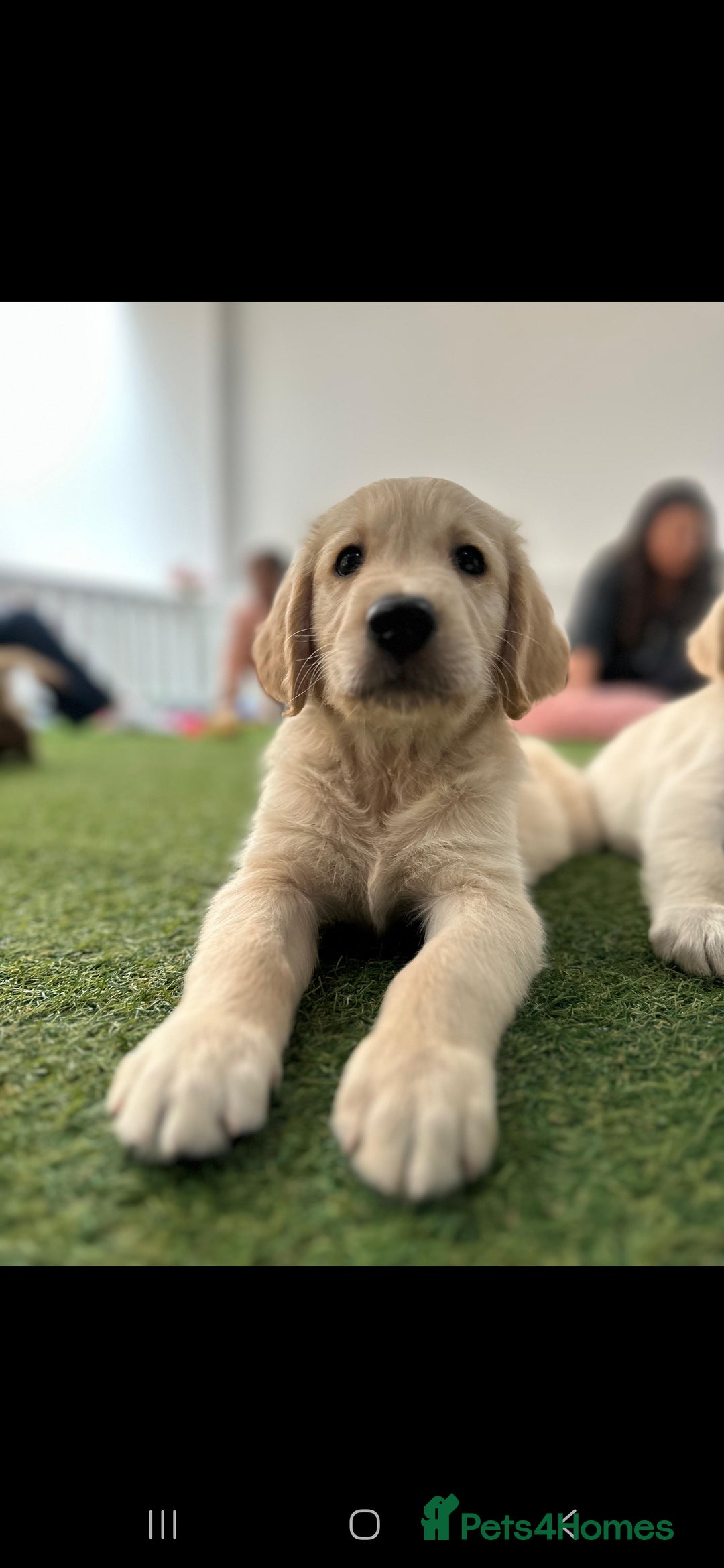 Golden Retriever dogs for sale: Beautiful Golden Retriever Puppies - Image 20