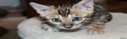 Bengal cats for sale: One Brown Rosette Male Bengal Left! - Advert 8
