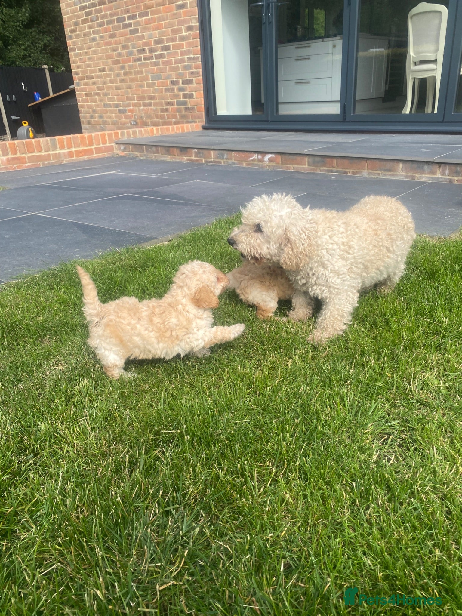 Toy Poodle dogs for sale: 🩷 Beautiful Toy Poodle Puppies 🩵 - Advert 1